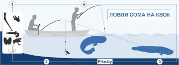 Секреты ловли сома: рыбалка в Ульяновской области